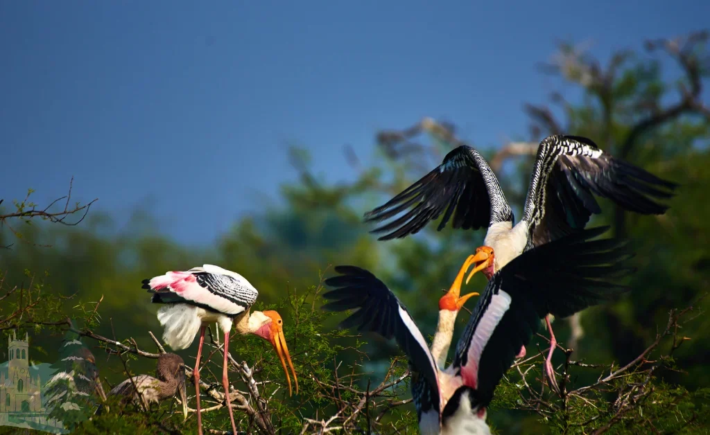 Top 10 Best Bird Watching Destination In India 2025