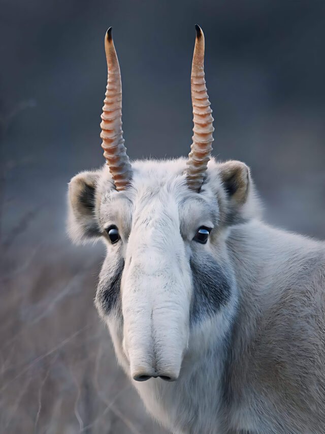 Top 10 Animals in Manali Van Vihar Park