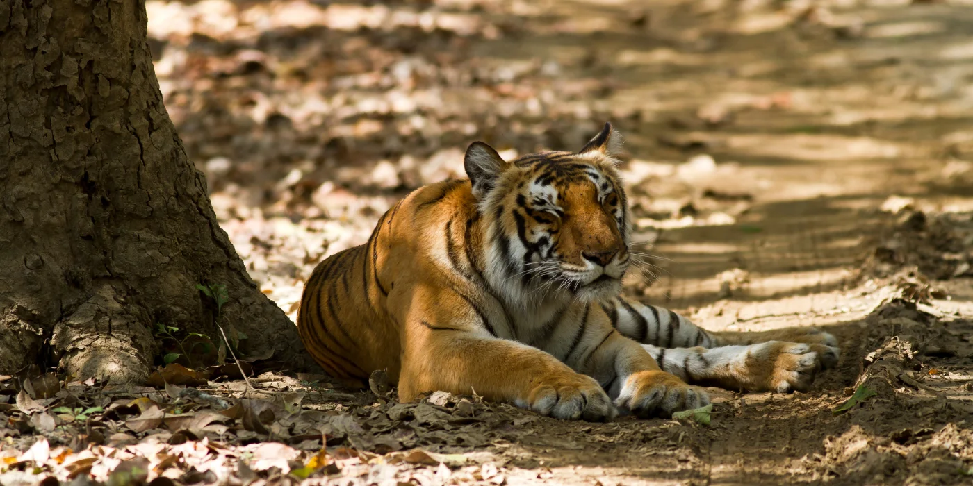 Jim Corbett Tour Package From Delhi
